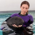 Nelmarie Landrau del Centro de Conservación de Manatíes sostiene en la superficie a la manatí rescatada el pasado miércoles en Mayagüez.