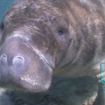 ManateeFace